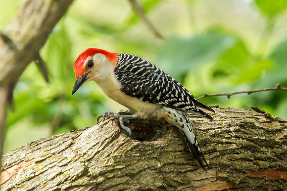 Red-bellied Woodpecker on Branch