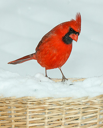 Cardinal