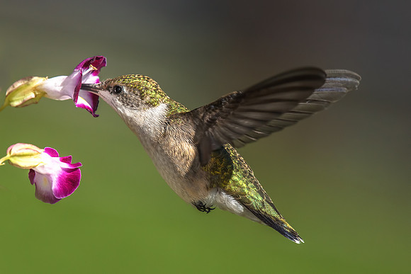 Ruby-throated Hummingbird