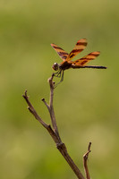 Halloween Pennant