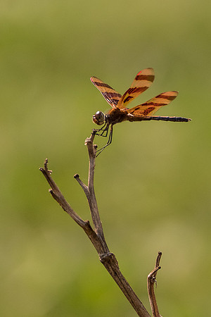 Halloween Pennant