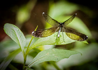 Ebony Jewelwing Female