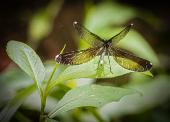 Ebony Jewelwing Female
