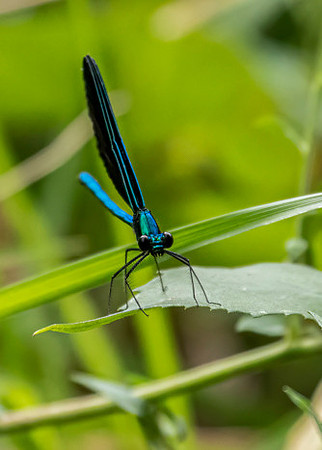 Ebony Jewelwing Male