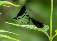 Ebony Jewelwing Mates