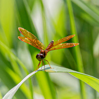 Eastern Amberwing