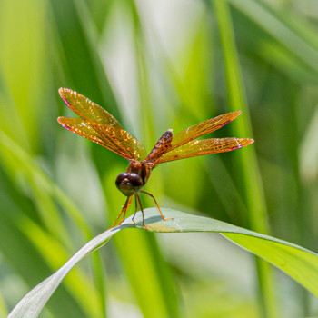 Eastern Amberwing