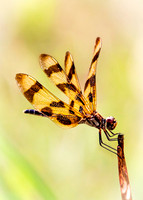 Halloween Pennant