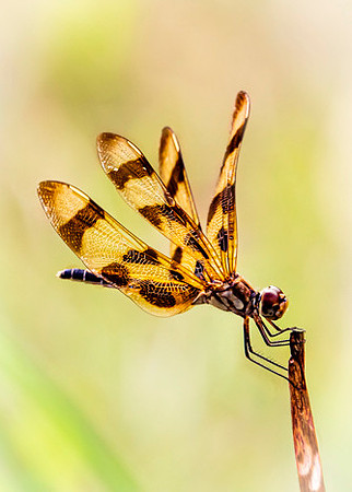 Halloween Pennant