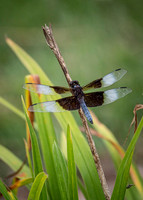 Widow Skimmer