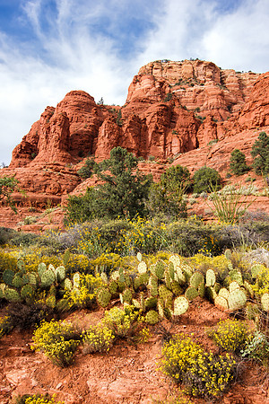 Sedona - Red Rocks and Cactus