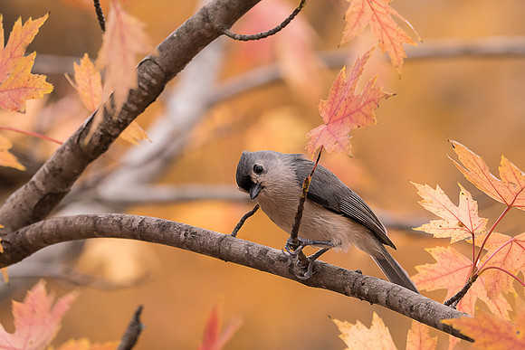 Tufted Titmouse