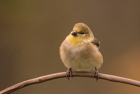 American Goldfinch