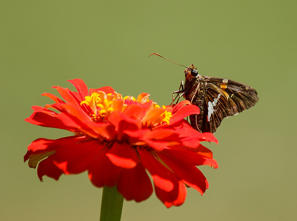Silver-spotted Skipper