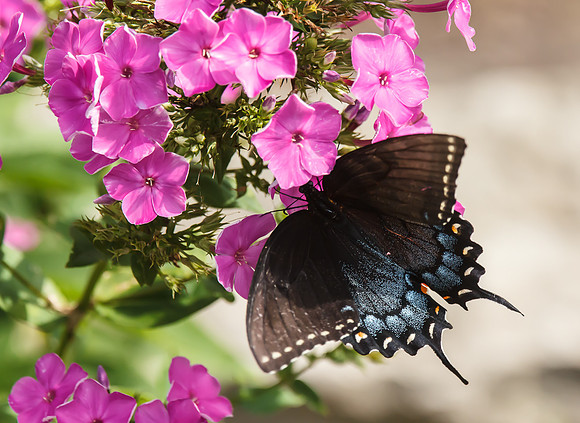 Black Swallowtail