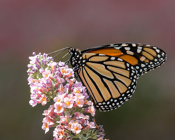 Monarch