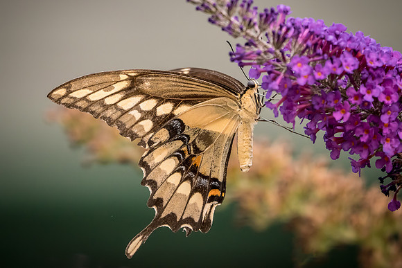 Giant Swallowtail