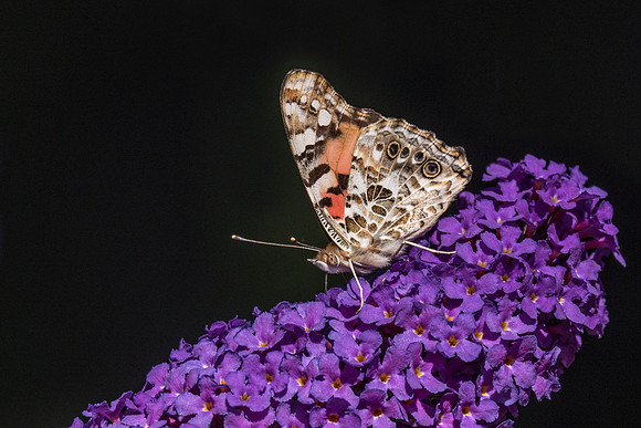 Painted Lady