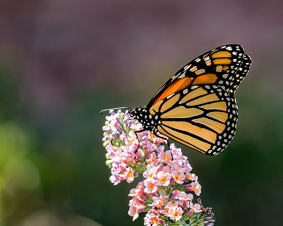 Monarch