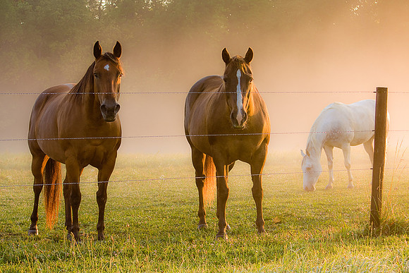 Dolly, Molly, Scooter
