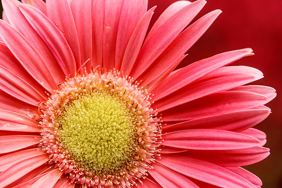Gerbera Daisy