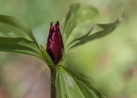 Red Trilium