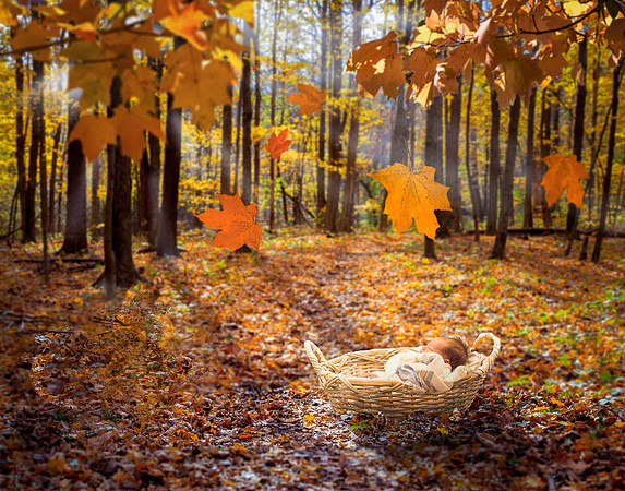 Babe in the Woods