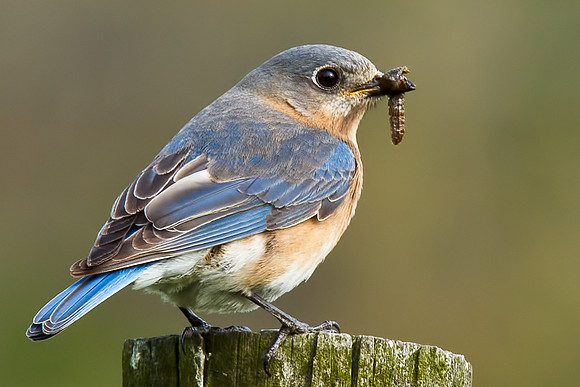 Eastern Bluebird with Caterpiller (Female)