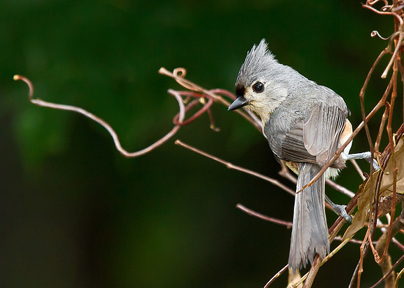 Tufted Titmouse Looking over Shoulder