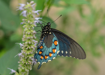 Pipestem Swallowtail