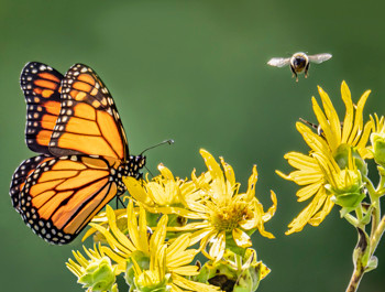 Monarch