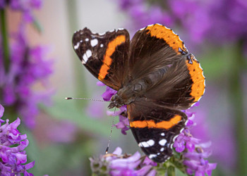 Red Admiral