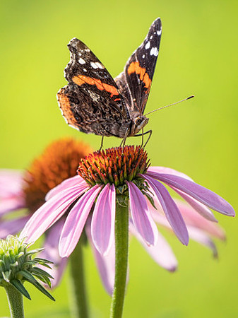 Red Admiral