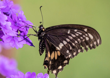 Black Swallowtail