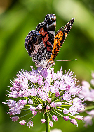 Painted Lady