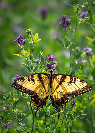 Tiger Swallowtail