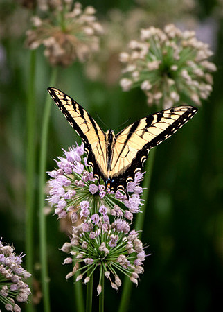 Tiger Swallowtail