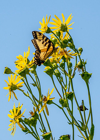 Tiger Swallowtail