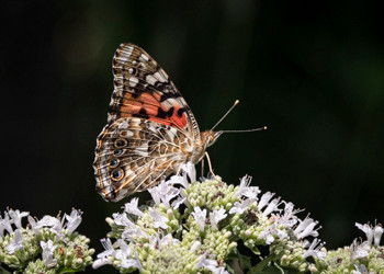 Painted Lady