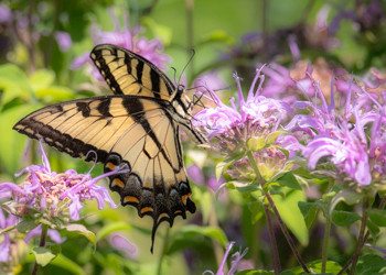 Tiger Swallowtail