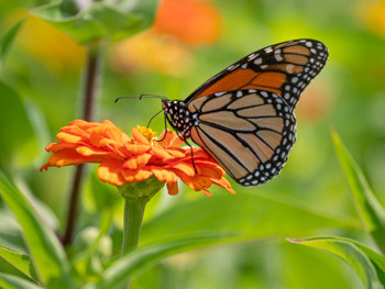 Monarch
