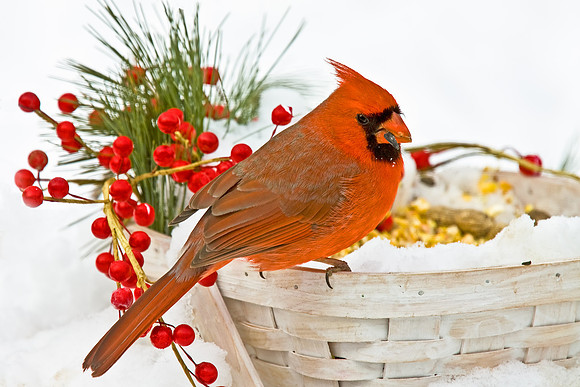 Cardinal