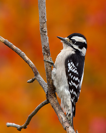 Downy Woodpecker