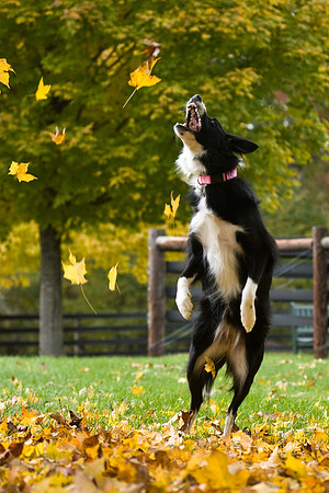 Fall Frenzy