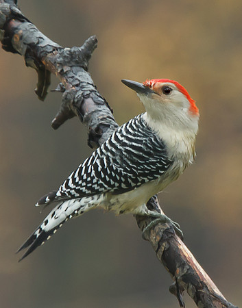 Red-bellied Woodpecker