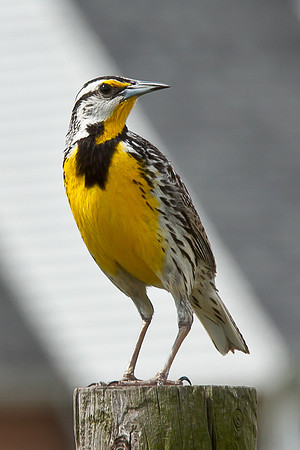Eastern Meadowlark