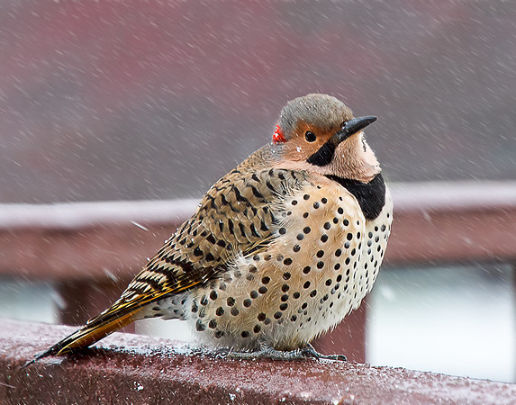 Northern Flicker