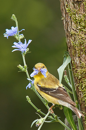 American Goldfinch