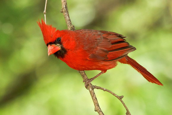 Cardinal