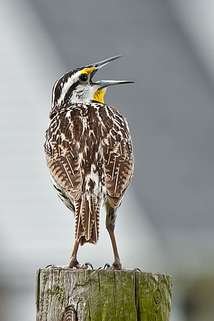 Eastern Meadowlark